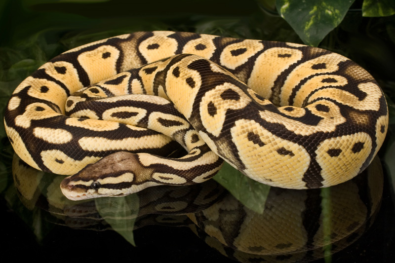 Yearling Female (600g) Pastel Vanilla