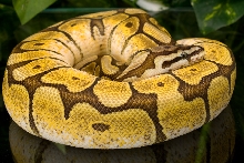 Spider Mojave Ball Python