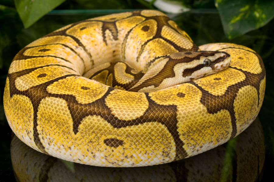 Spider Mojave Ball Python