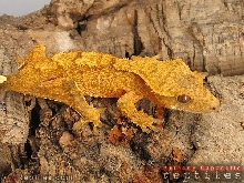 Orange Tiger x Fire Crested Gecko