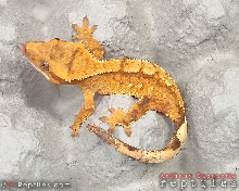 Young juvenile Fire x Tiger Crested Gecko