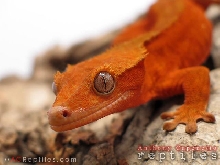 Red/Orange Patternless Crested Gecko