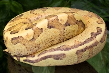 Vanilla Cream