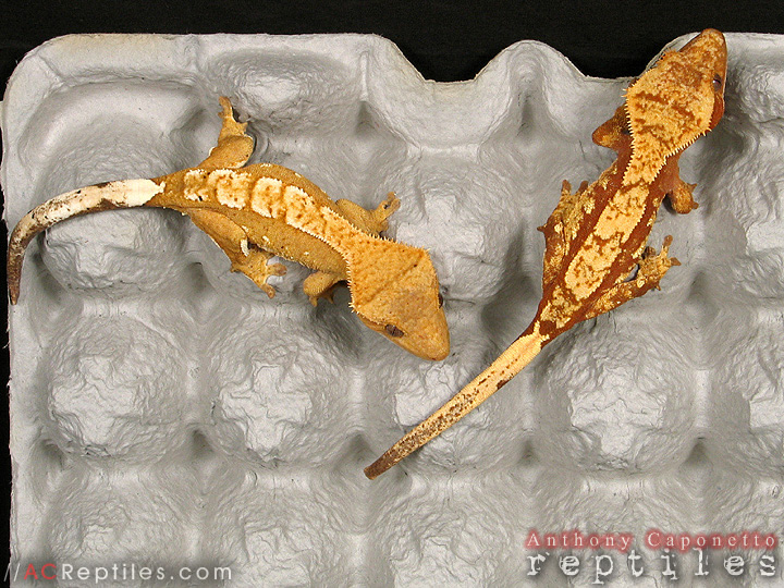 Colored Harlequin & Fire Crested Geckos