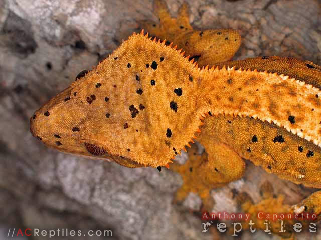 Crested Gecko exhibiting the crowned trait