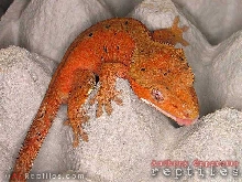 Red Dalmatian Crested Gecko