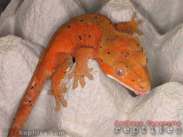 Red Dalmatian Crested Gecko