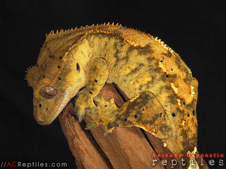 Weird one...I think of it as a reverse Harlequin???