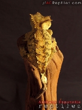 Another photo of the weird one.