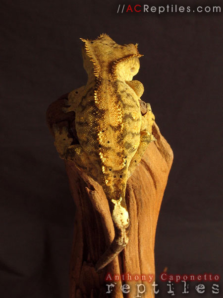 Another photo of the weird one.