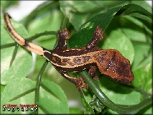 Hatchling Pinstripe Crested Gecko