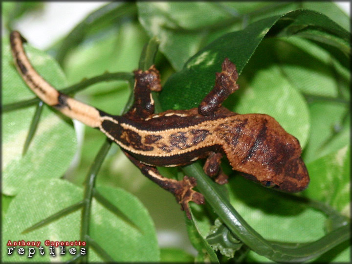 Hatchling Pinstripe Crested Gecko