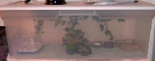 Olina's House