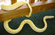 Bicolored Beauty