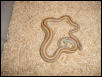Female San Felipe Rosy