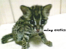 Little Kitten
