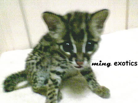 Little Kitten