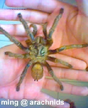 Haplopelma Schimidti