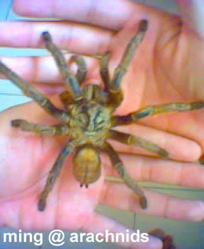 Haplopelma Schimidti