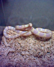 albino
