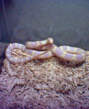albino