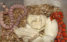 2009 clutch_Ghost x Hypo Extreme