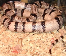 Adult Female Ghost_close up