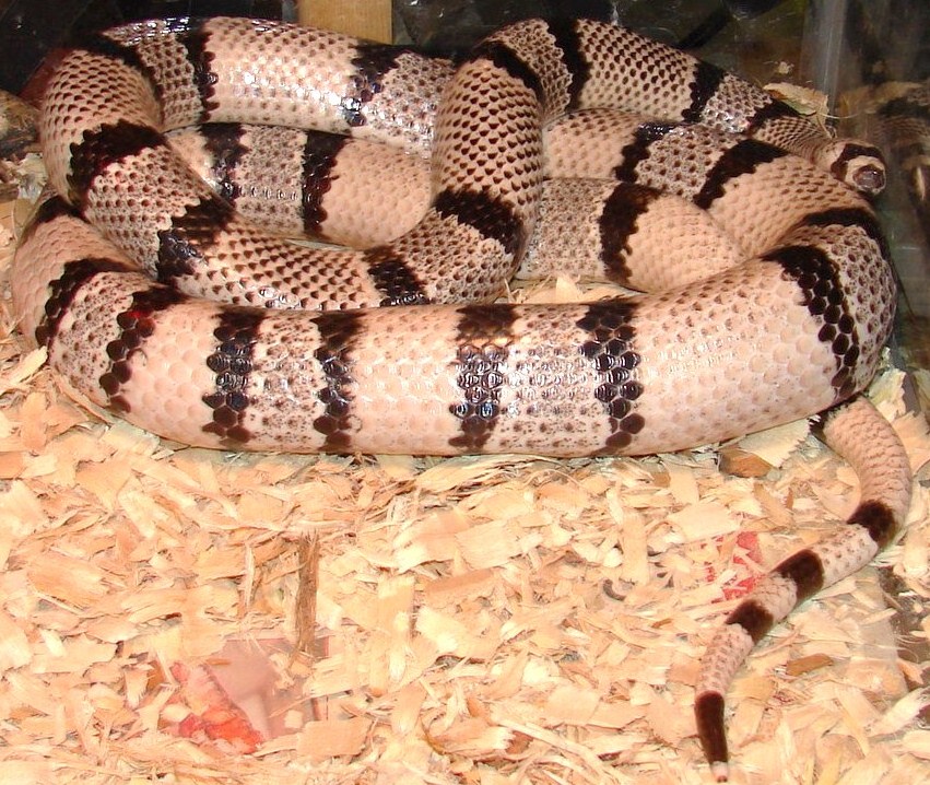 Adult Female Ghost_close up