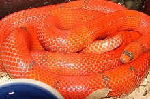 Female Patternless Hypo Extreme het anery