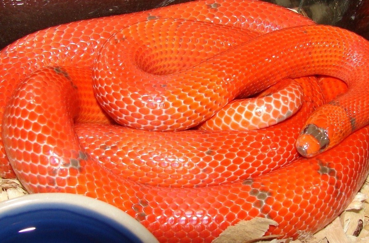 Female Patternless Hypo Extreme het anery