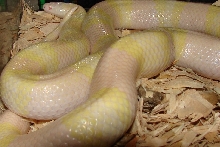 Adult Female Honduran Snow