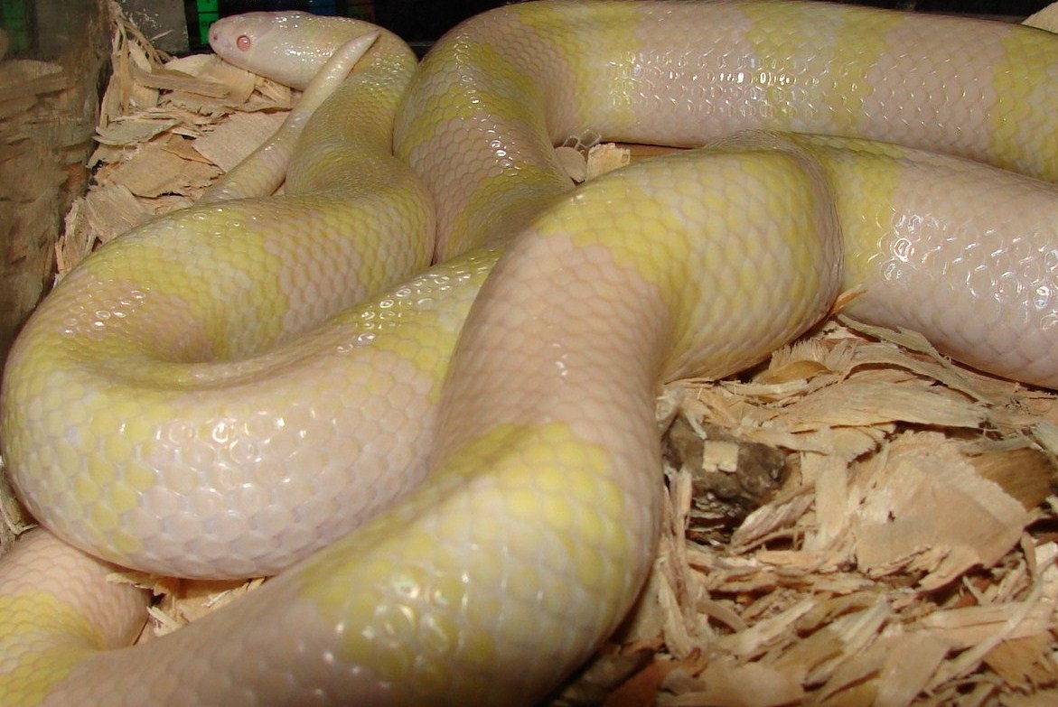 Adult Female Honduran Snow