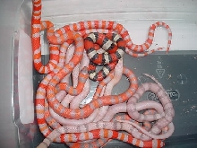 Clutch from Terry M. containing extreme pearl