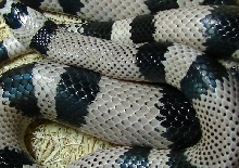 Adult Female Anery het Hypo