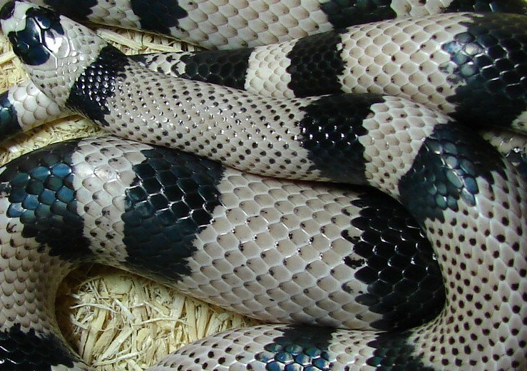 Adult Female Anery het Hypo