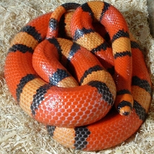Adult Hypo Tricolor Female Honduran