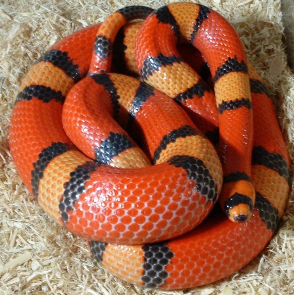 Adult Hypo Tricolor Female Honduran