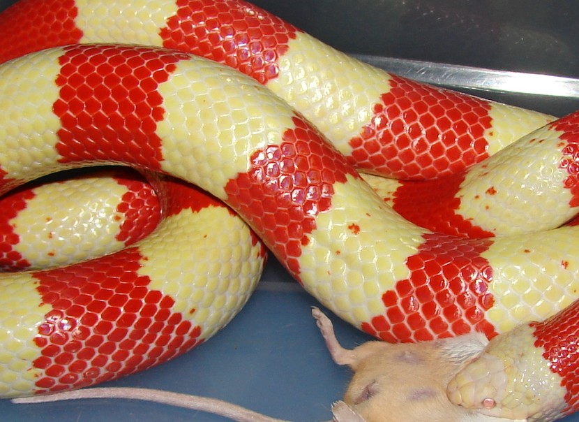 Adult Female Tricolor Albino
