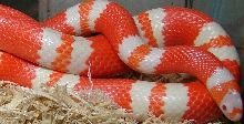 Adult Male Tangerine Albino