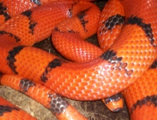Adult Female Hypo Vanishing Pattern