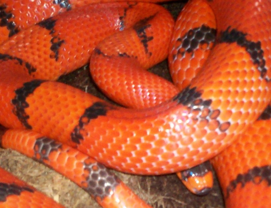 Adult Female Hypo Vanishing Pattern
