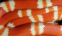 Adult Female Tangerine Albino
