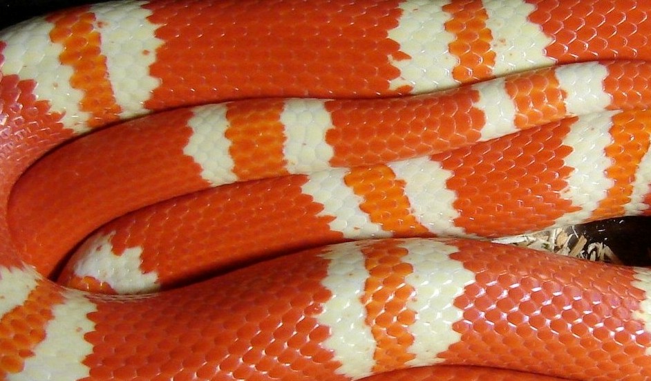 Adult Female Tangerine Albino
