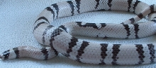 Adult Male Ghost