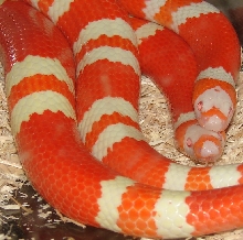 Adult Tangerine Albinos Mating