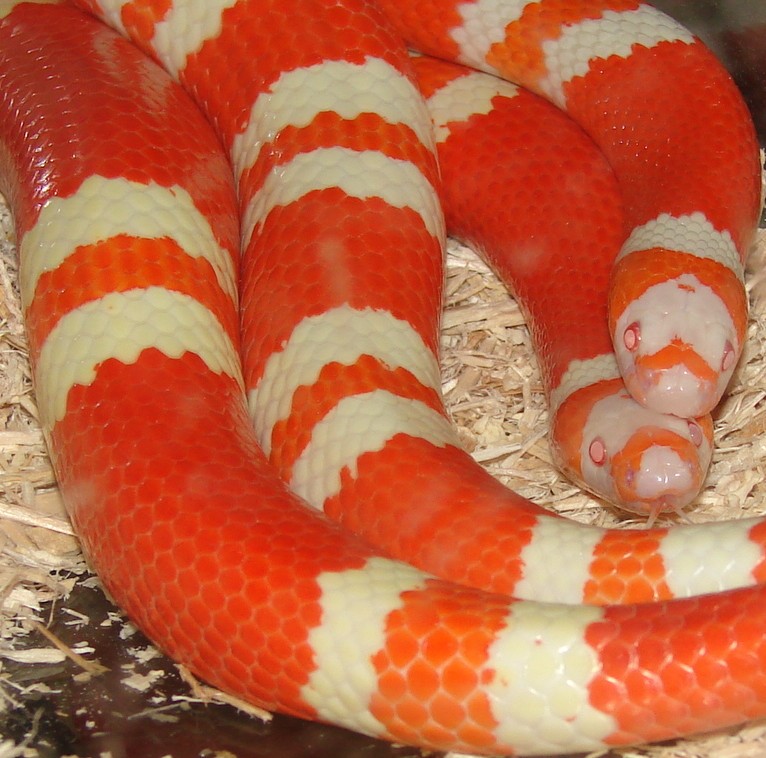 Adult Tangerine Albinos Mating