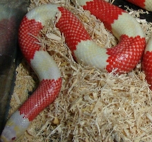 Adult Male Tricolor Albino