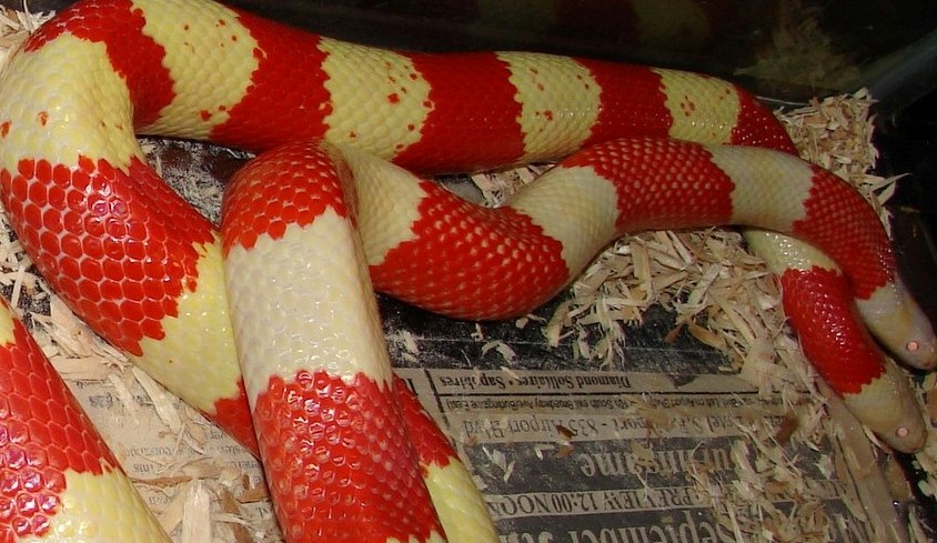 Adult Tricolor Albinos Mating