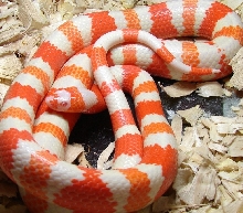 Male Albino het hypo extreme poss het anery