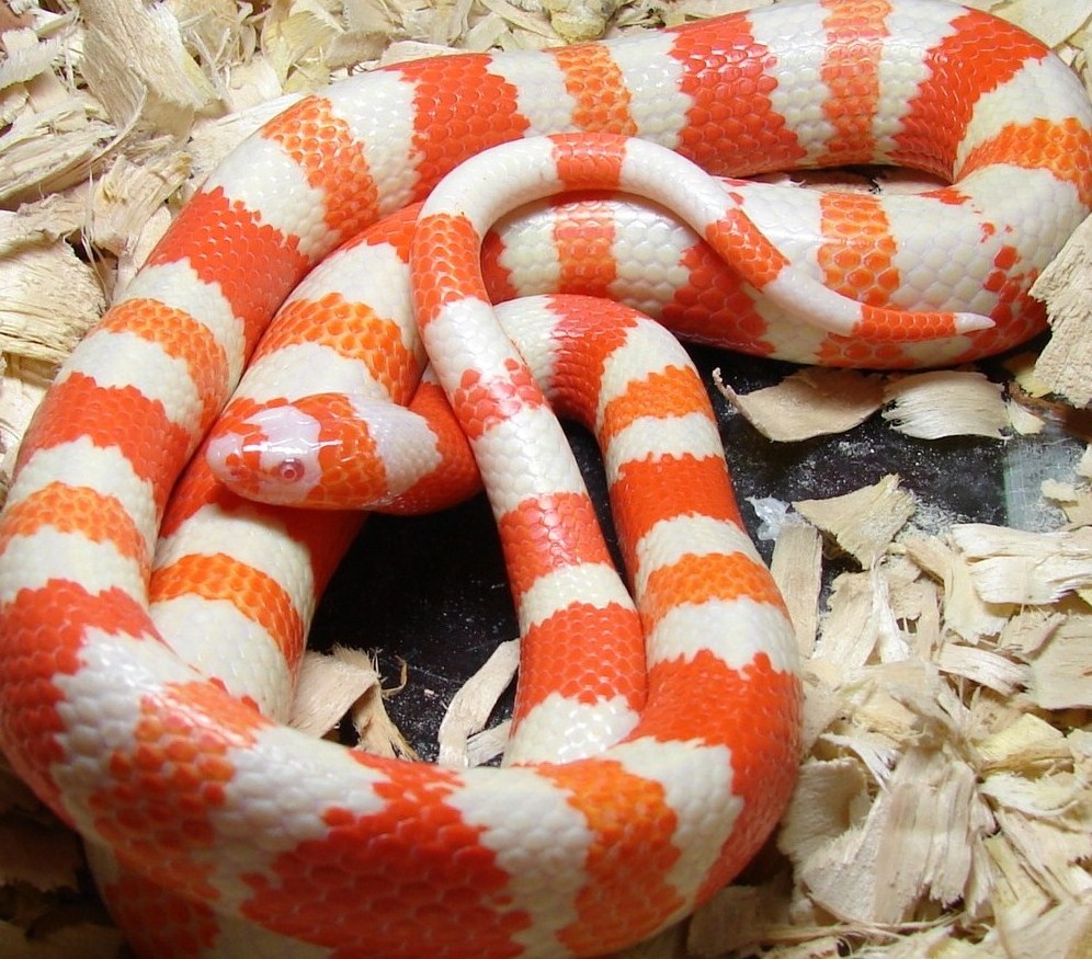 Male Albino het hypo extreme poss het anery